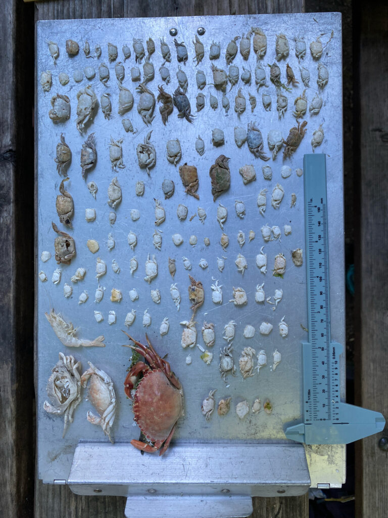 a wood board with a bird and fish on it (MyCoast AI)