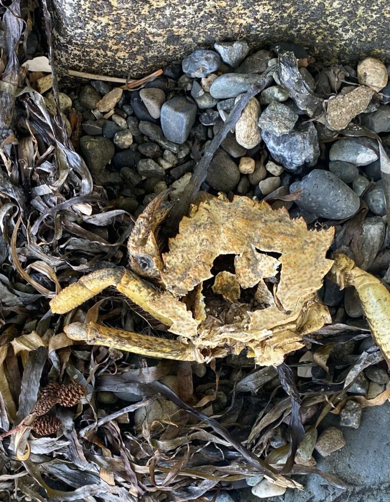 a pile of rocks and sticks (MyCoast AI)