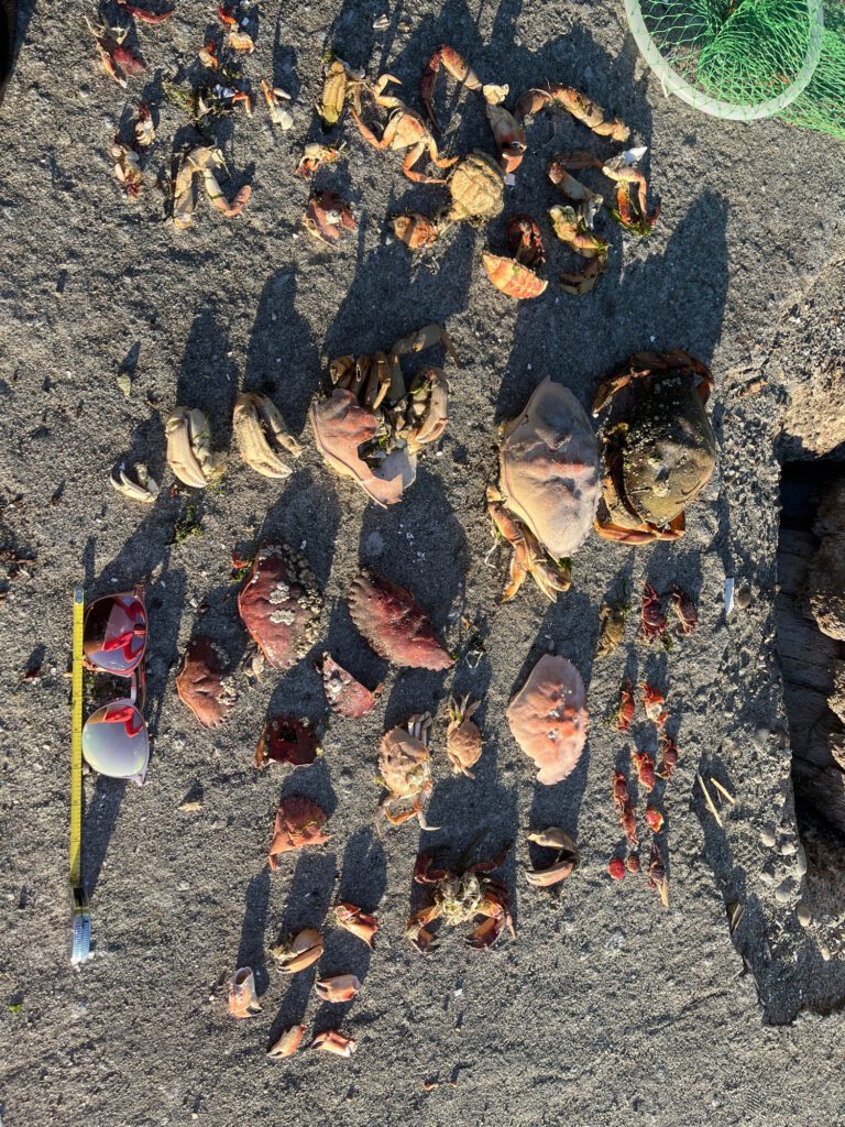 a group of bees on the ground (MyCoast AI)