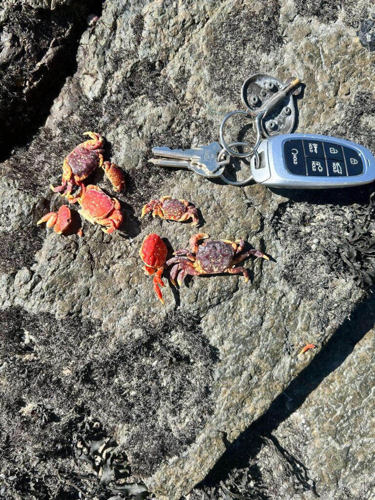 a key chain and a key on a rock (MyCoast AI)