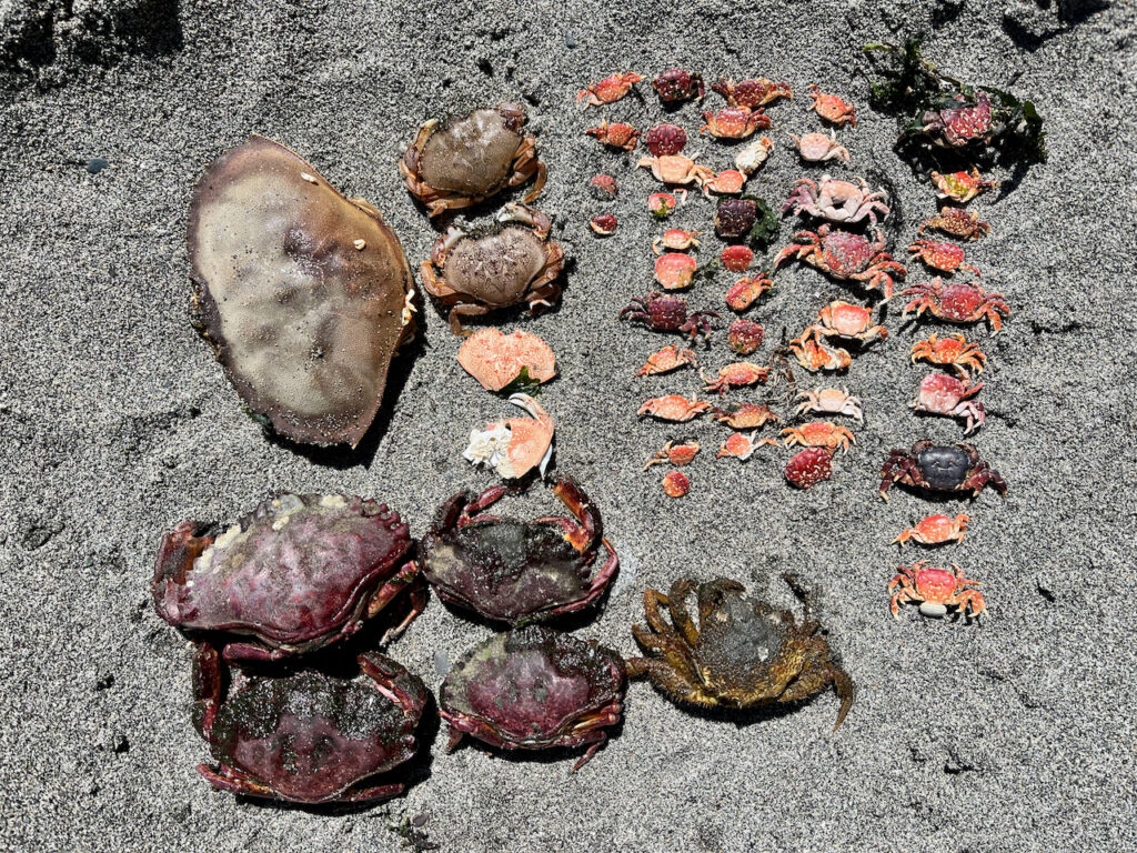 a group of small mushrooms (MyCoast AI)