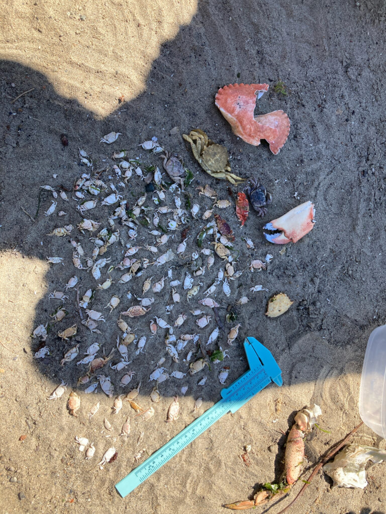 a shovel and a pile of dirt (MyCoast AI)