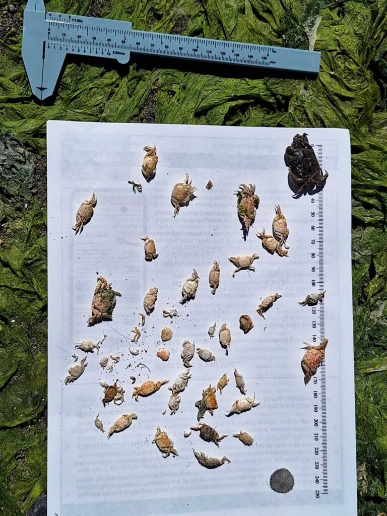 a group of bees on a white surface (MyCoast AI)