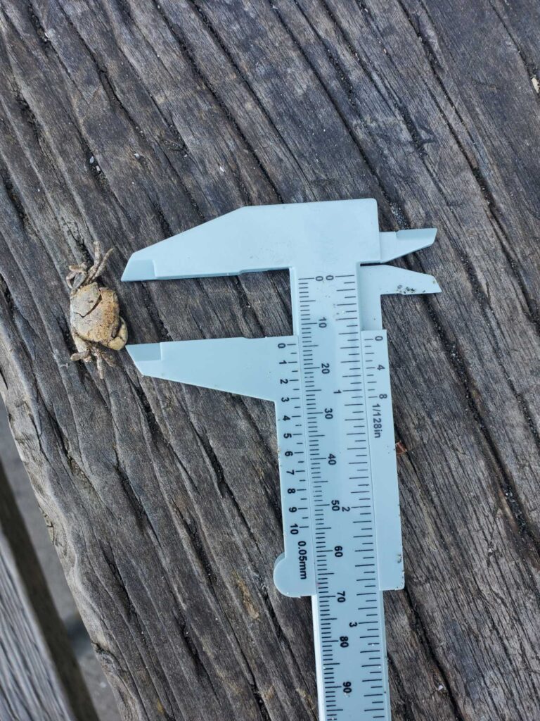 a blue and white measuring device on a wooden surface (MyCoast AI)