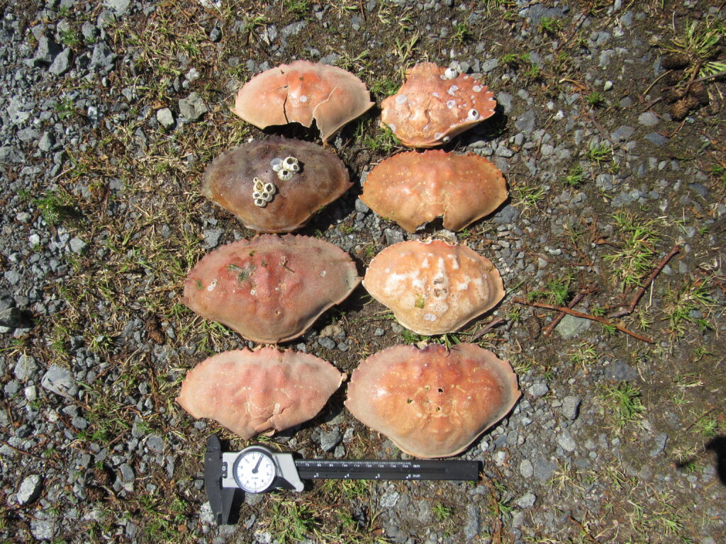 a group of mushrooms (MyCoast AI)