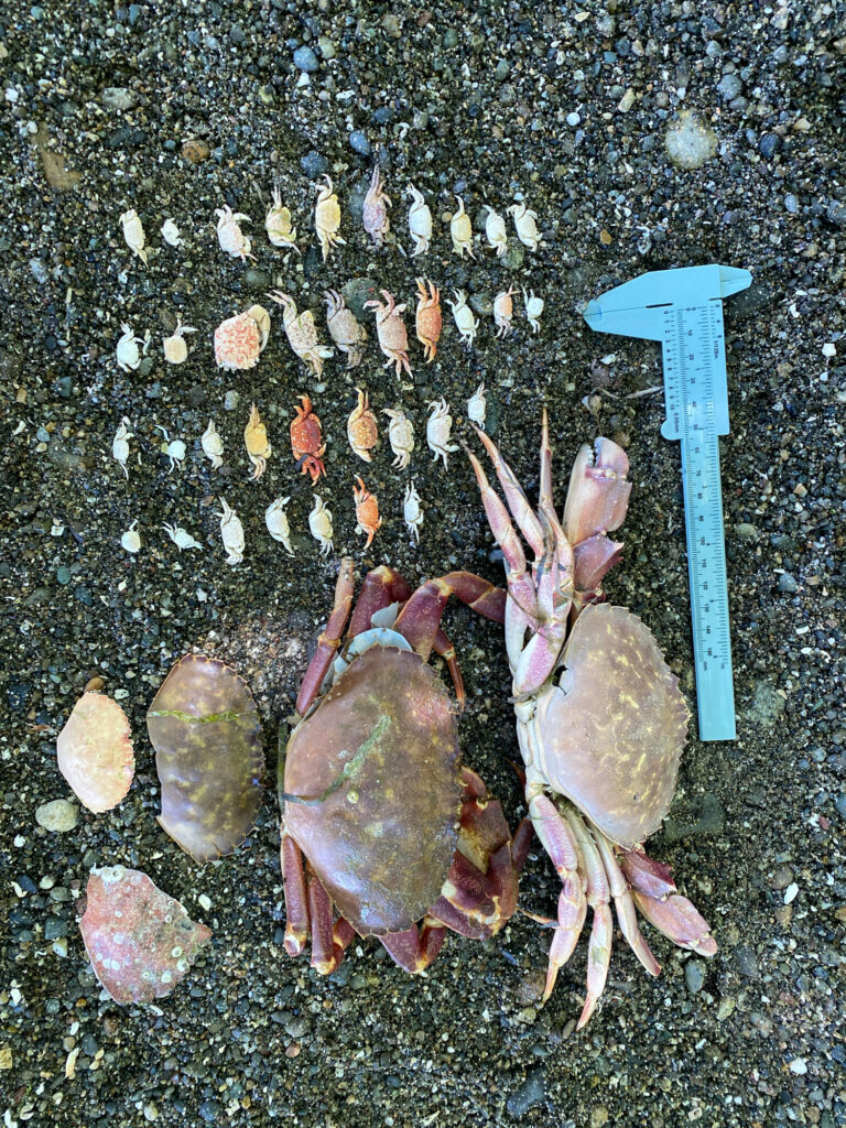 a group of sea shells on the ground (MyCoast AI)