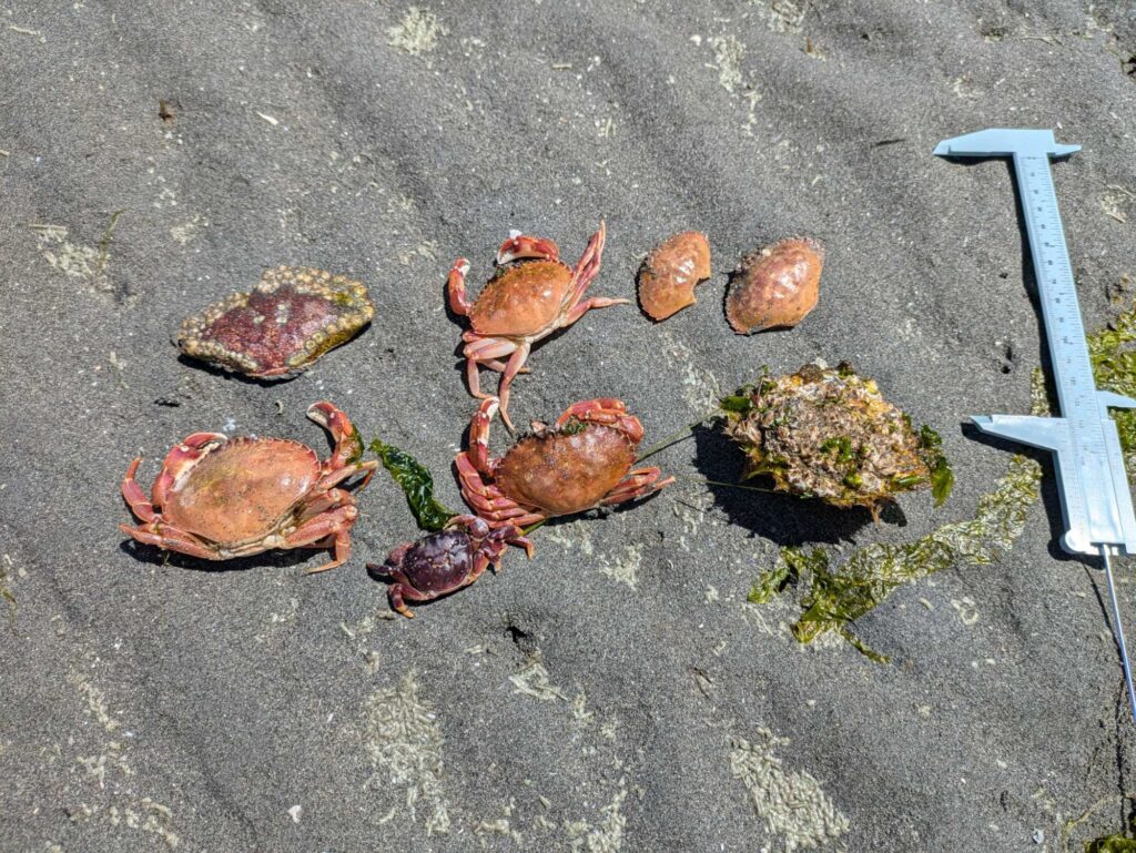 a group of crab on the ground (MyCoast AI)
