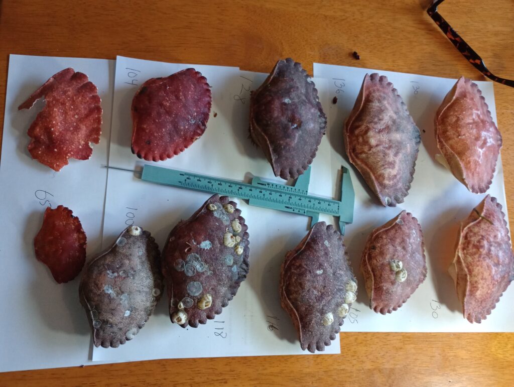 a plate of meat (MyCoast AI)