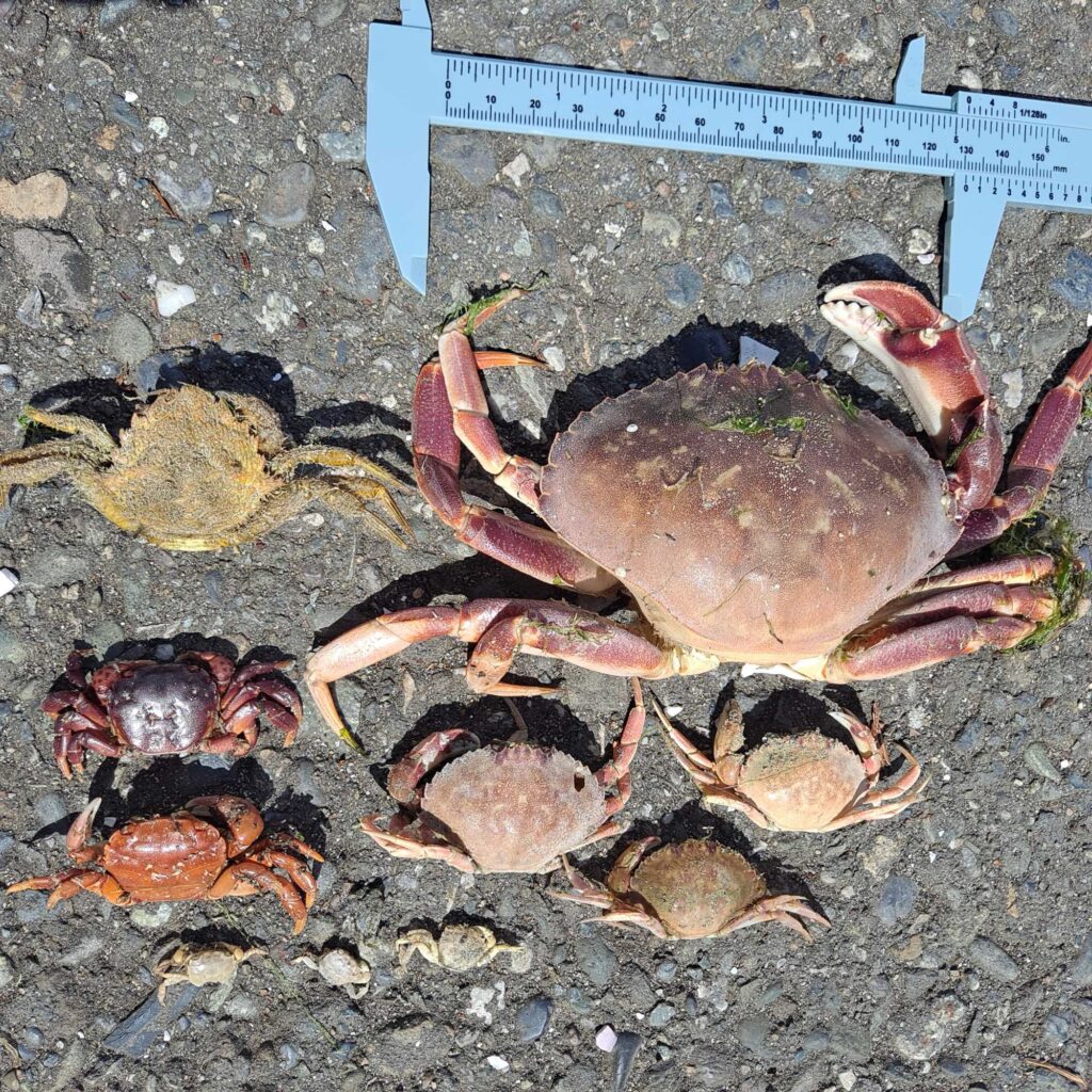 a crab on the ground (MyCoast AI)