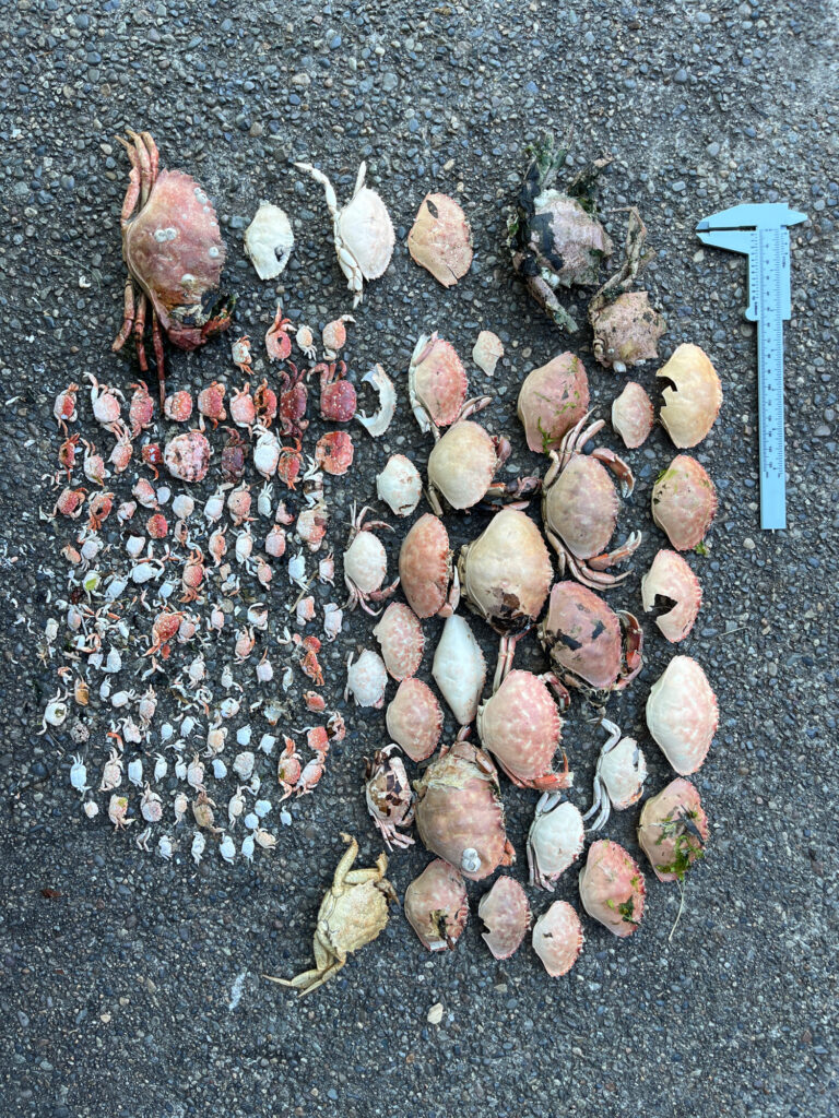 a pile of mushrooms (MyCoast AI)