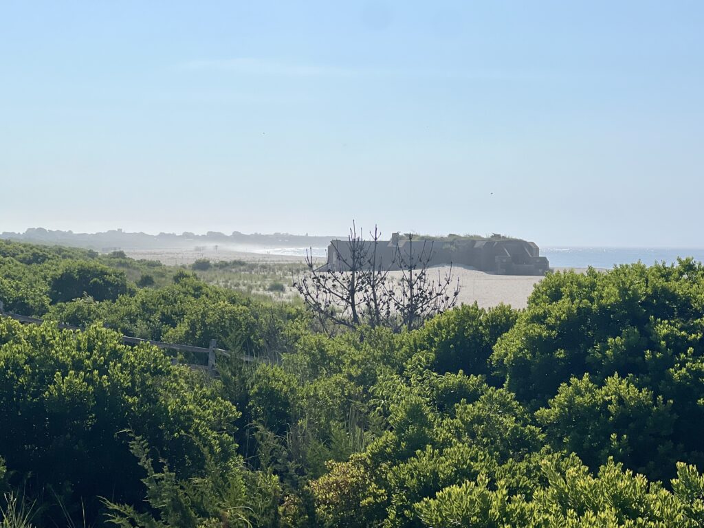 a large tree in a forest with Calakmul in the background (MyCoast AI)