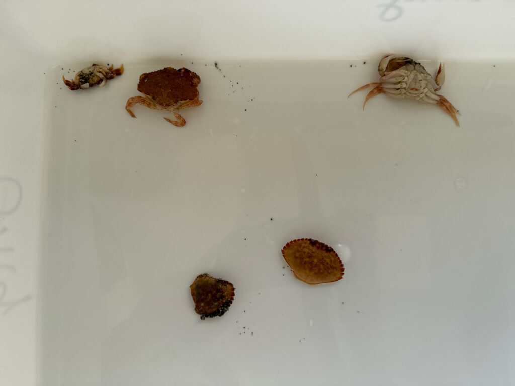 a group of brown objects (MyCoast AI)