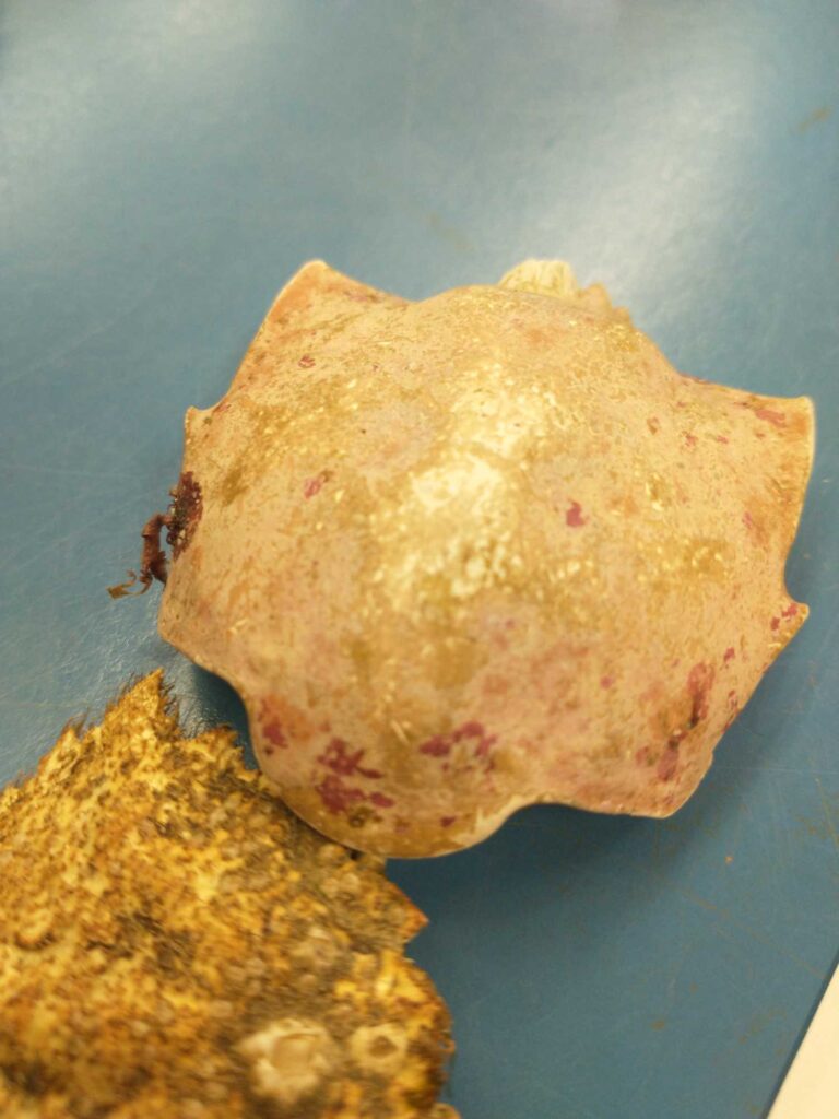 a close up of some food (MyCoast AI)