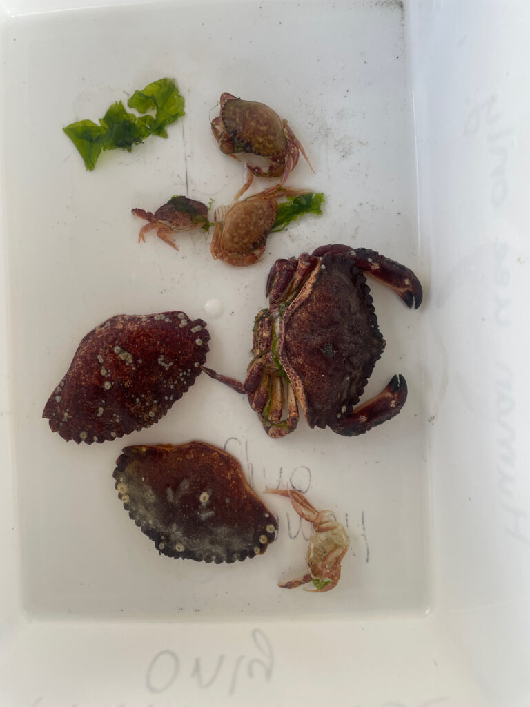 a plate of food (MyCoast AI)