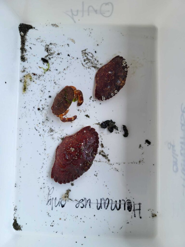 a piece of paper with a drawing of a strawberry and a strawberry (MyCoast AI)