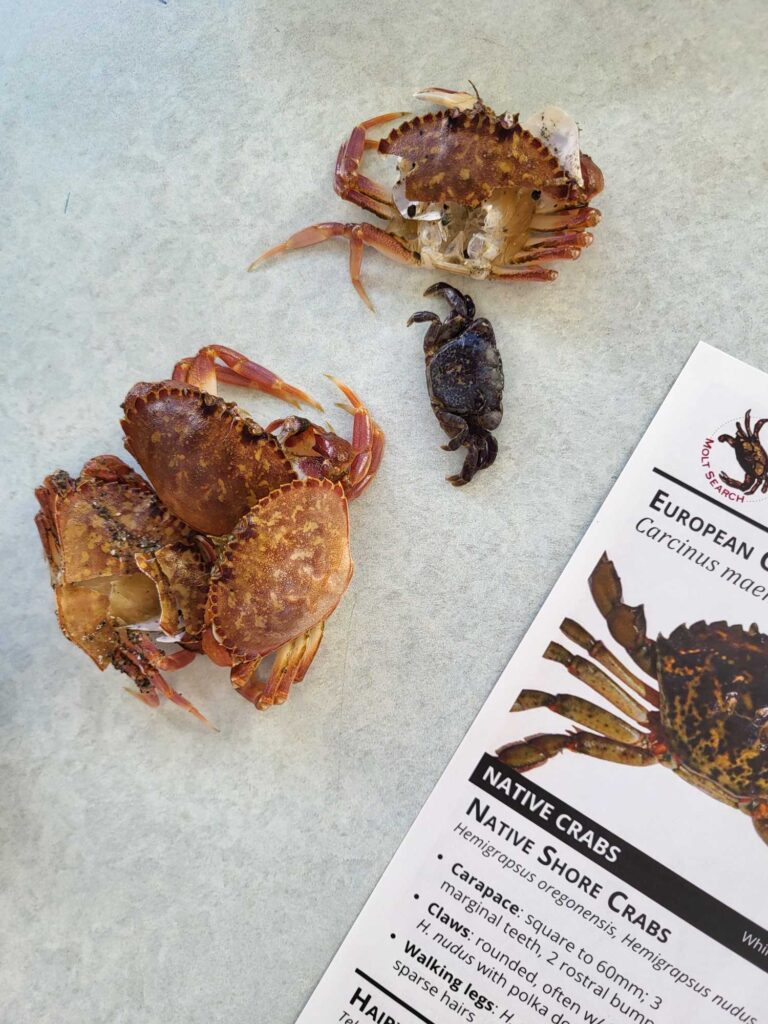 a group of crab legs (MyCoast AI)