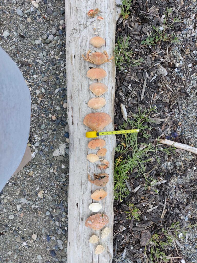 a tree stump with mushrooms growing on it (MyCoast AI)
