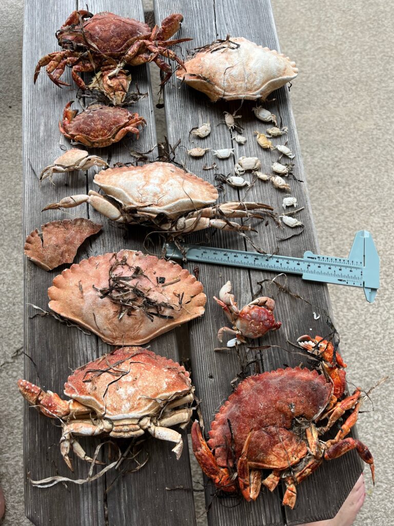 a group of crabs on a wood surface (MyCoast AI)