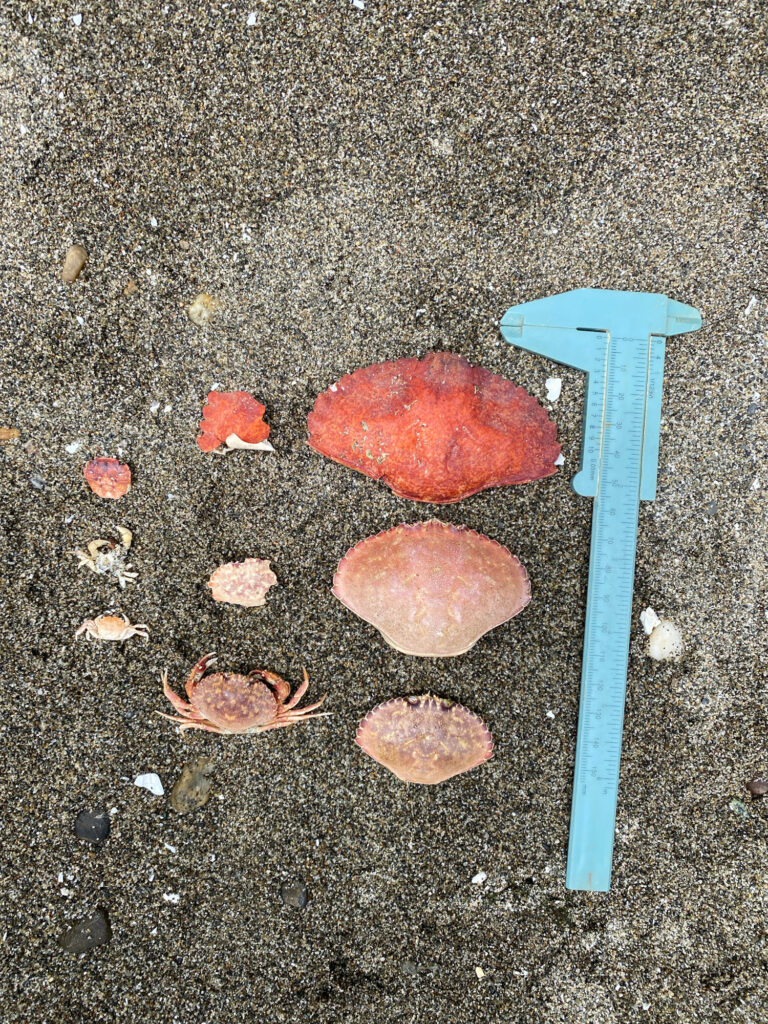 a blue shovel and some rocks (MyCoast AI)