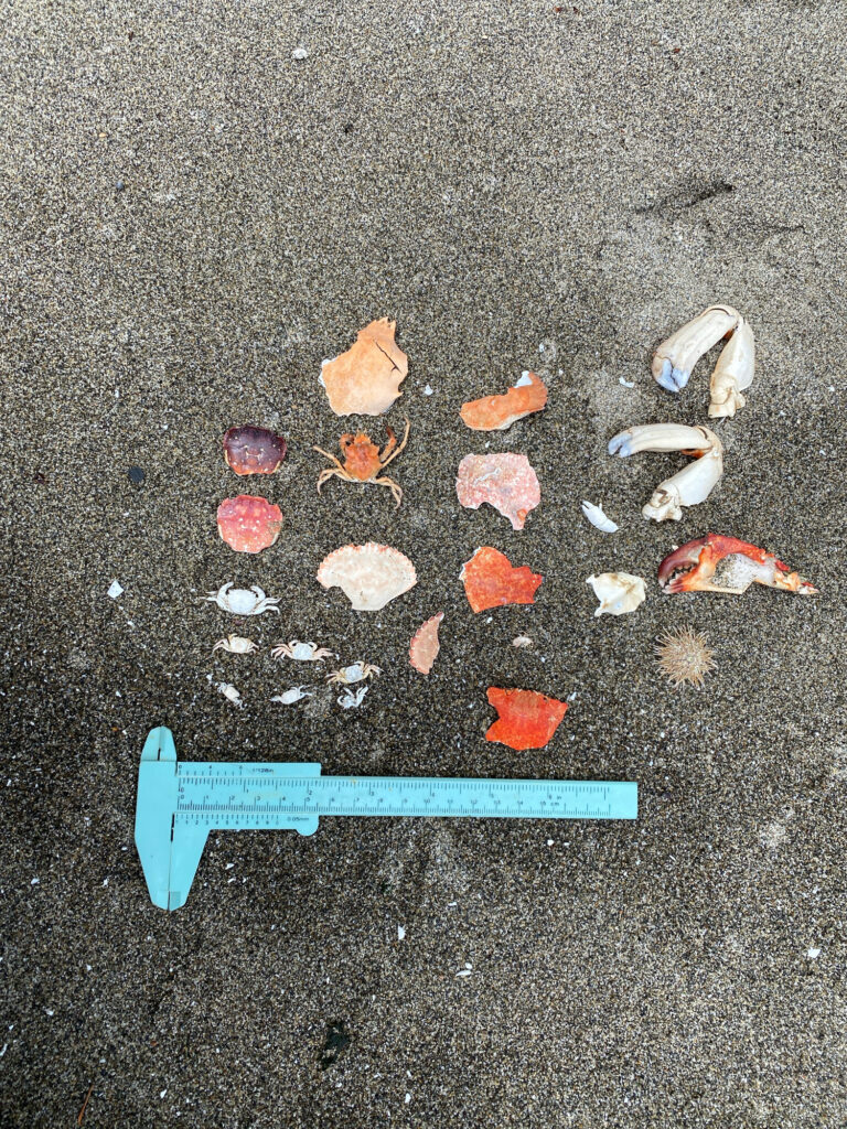 a group of shells on the ground (MyCoast AI)