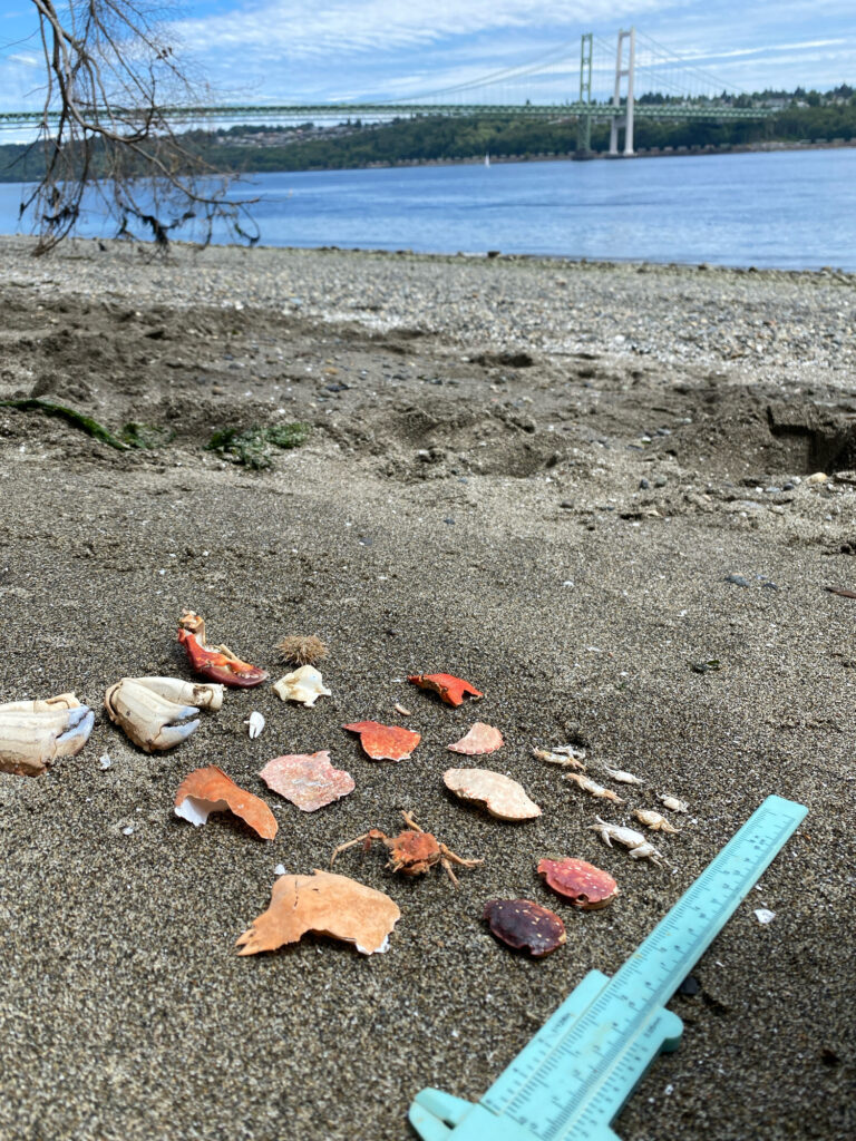 a pile of trash on a beach (MyCoast AI)