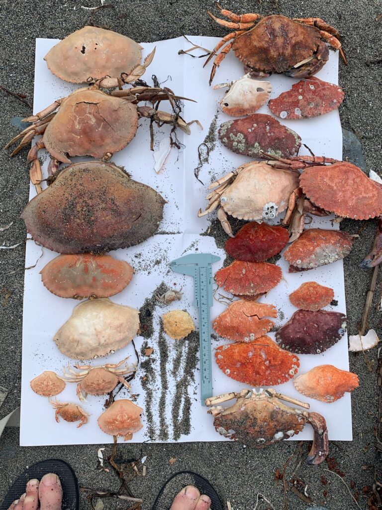 a group of meat on a plate (MyCoast AI)