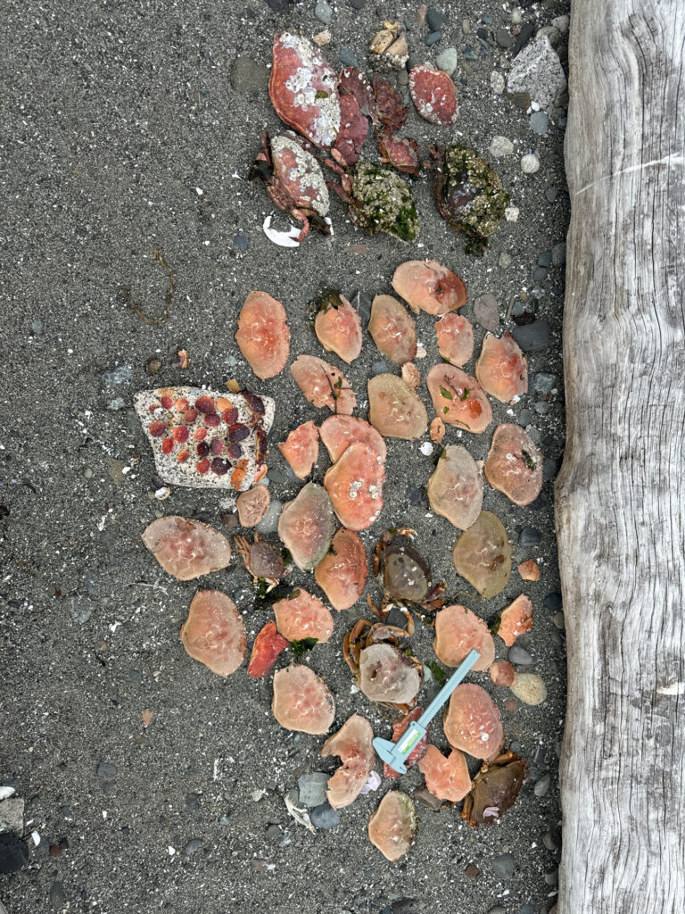 a pile of brown and white objects (MyCoast AI)