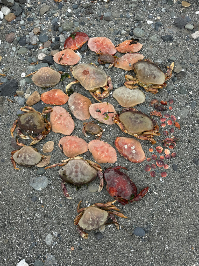 a group of small rocks (MyCoast AI)