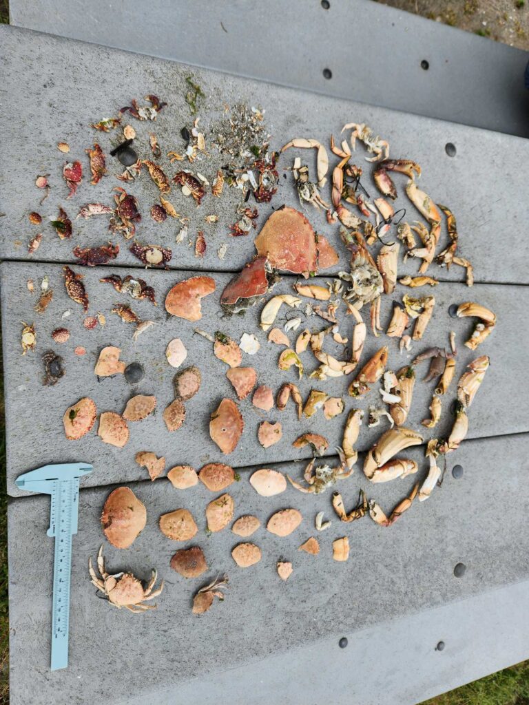 a pile of brown objects (MyCoast AI)