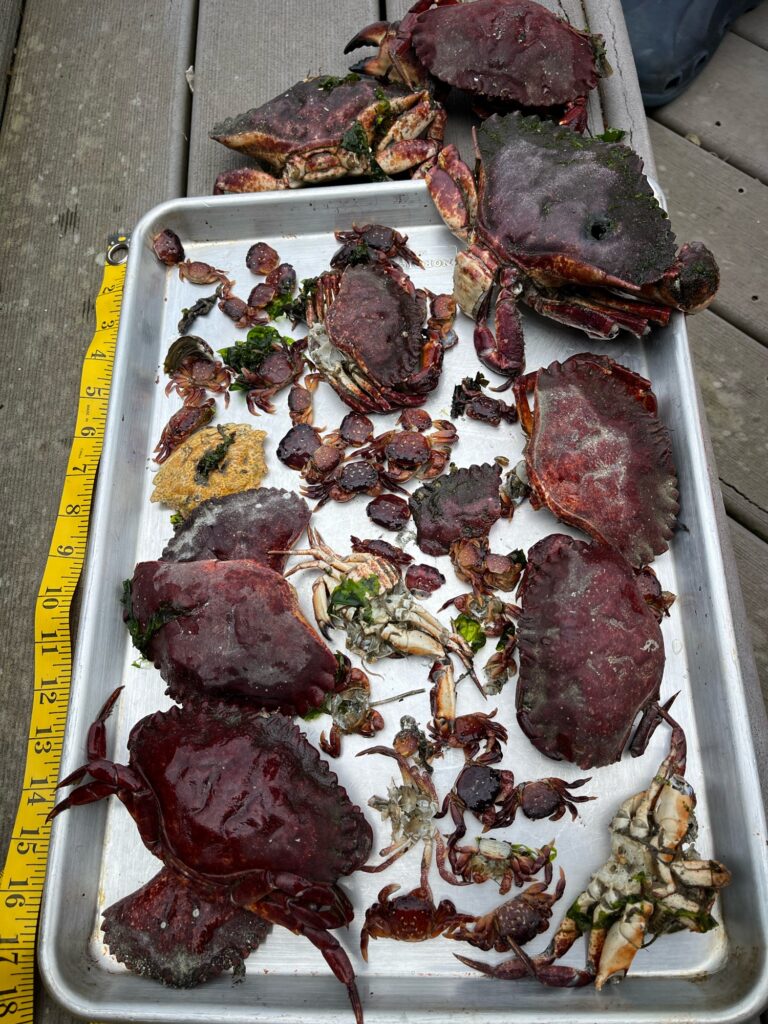a tray of raw meat (MyCoast AI)