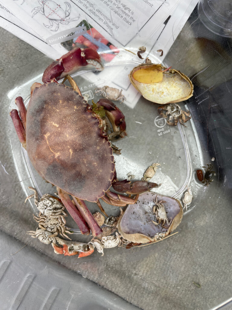 a plate of cooked crab (MyCoast AI)