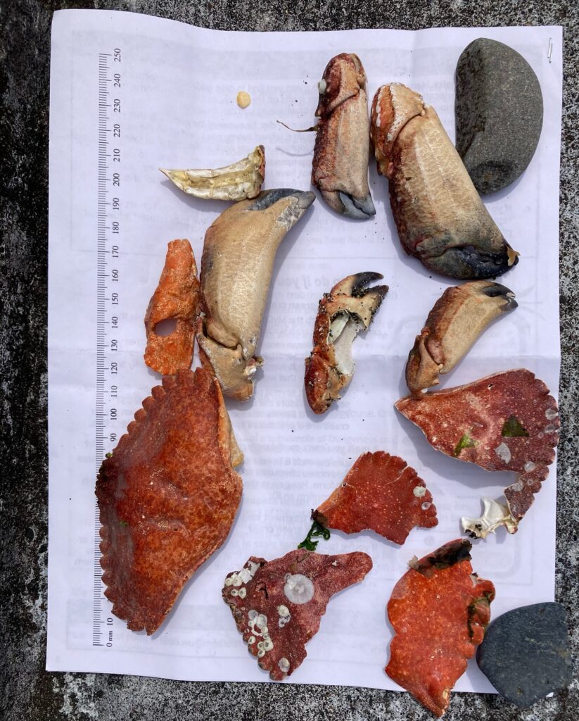 a plate of food (MyCoast AI)