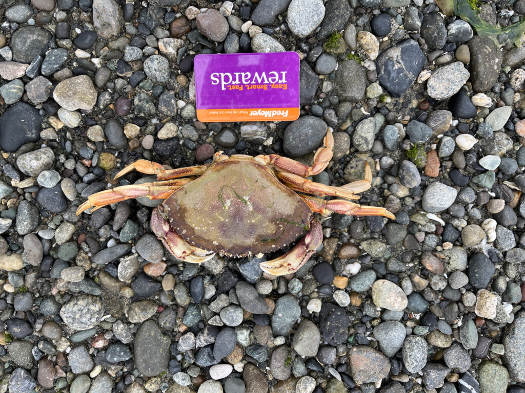 a crab on a rocky surface (MyCoast AI)