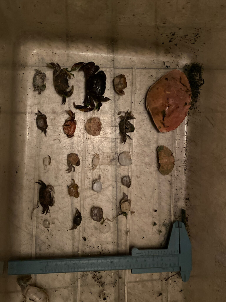 a group of bees on a wall (MyCoast AI)