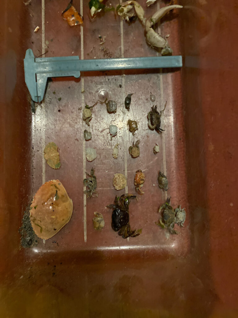 a group of bees on a wood surface (MyCoast AI)