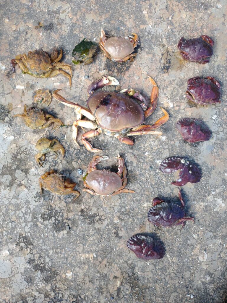 a group of sea creatures on the sand (MyCoast AI)