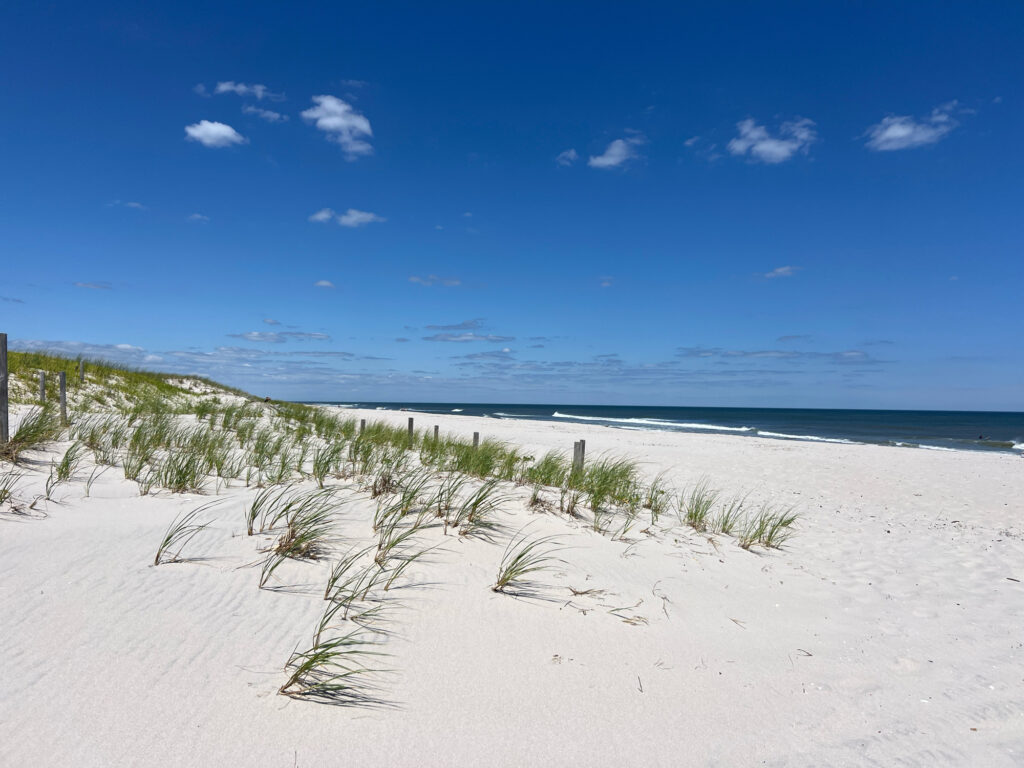 a sandy beach with plants (MyCoast AI)