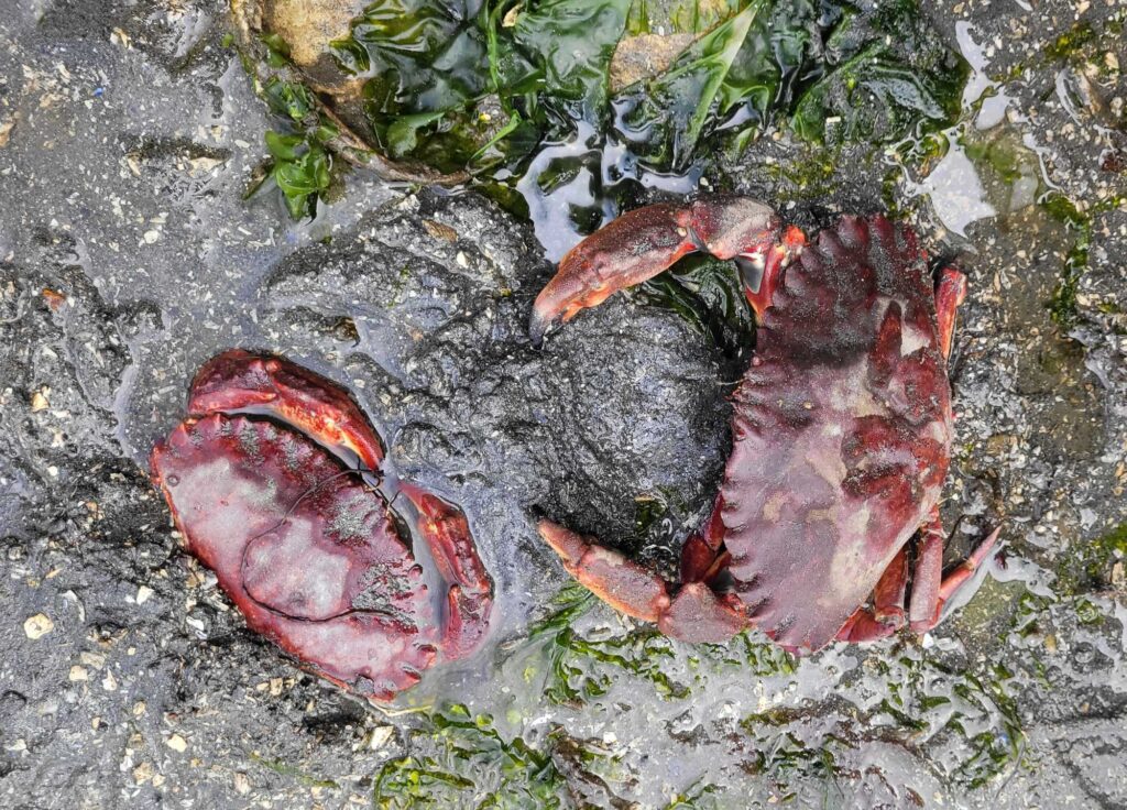 a group of crab on the ground (MyCoast AI)
