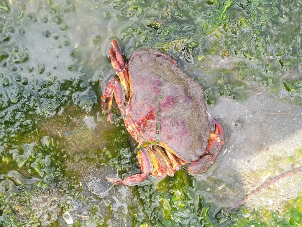 a red and black sea creature (MyCoast AI)