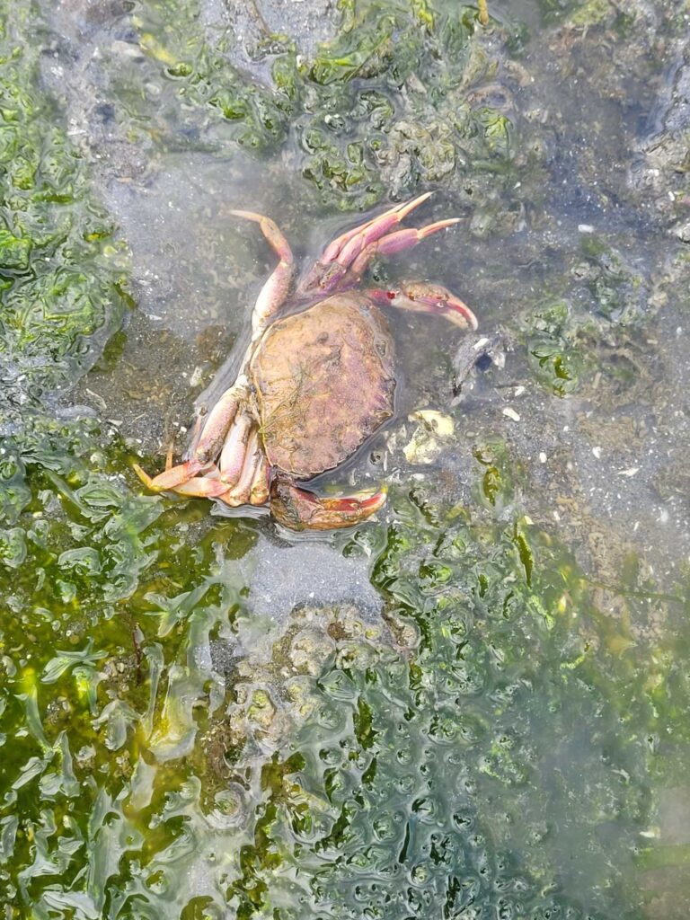 a crab on a rock (MyCoast AI)
