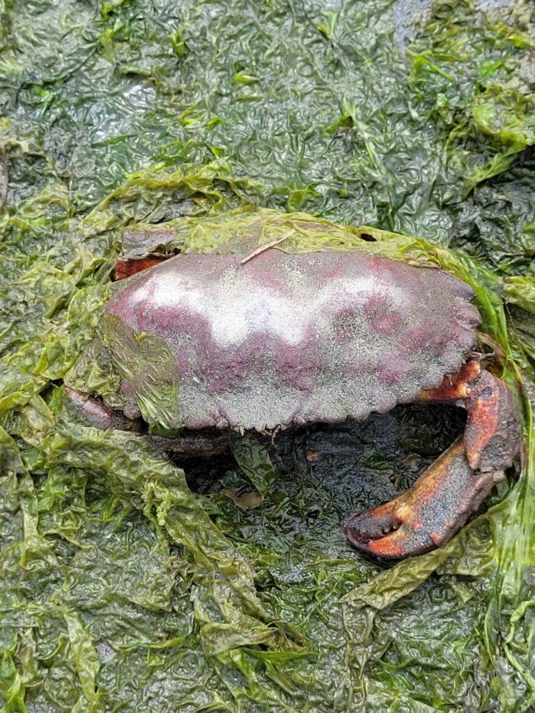 a large turtle on the ground (MyCoast AI)