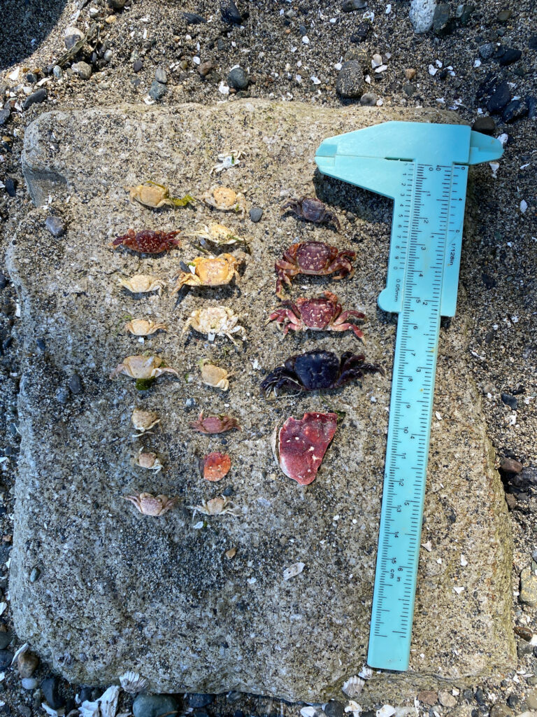 a blue plastic shovel on a rocky surface (MyCoast AI)