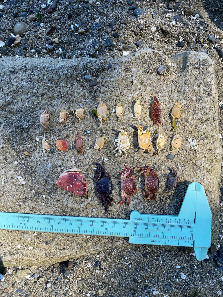 a group of insects on a rock (MyCoast AI)