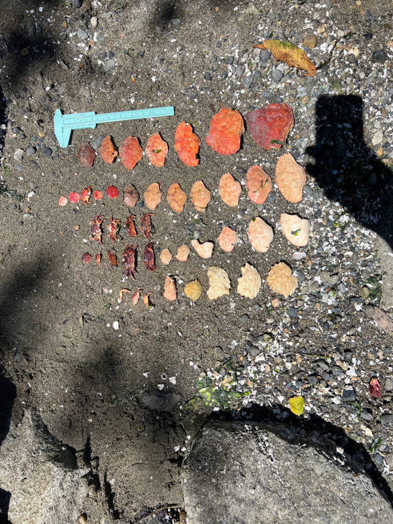 a pile of rocks (MyCoast AI)