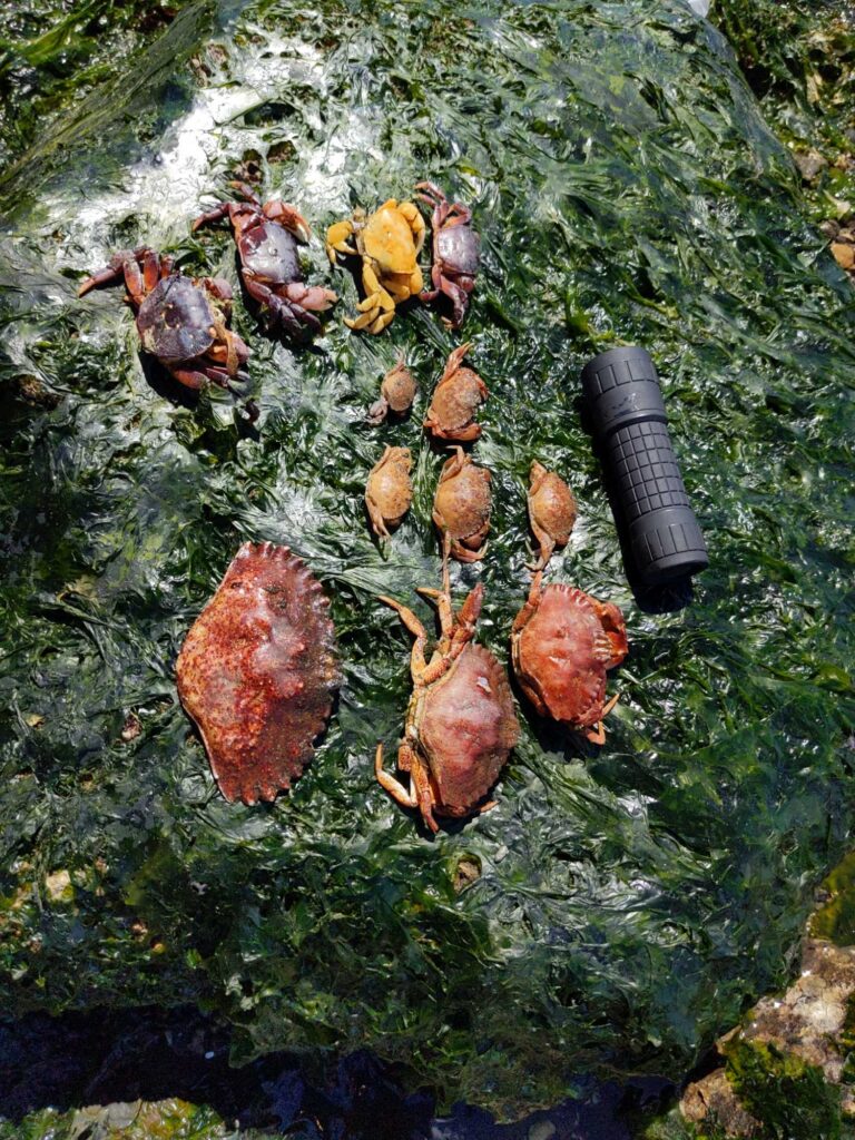 a group of snails on a tree (MyCoast AI)