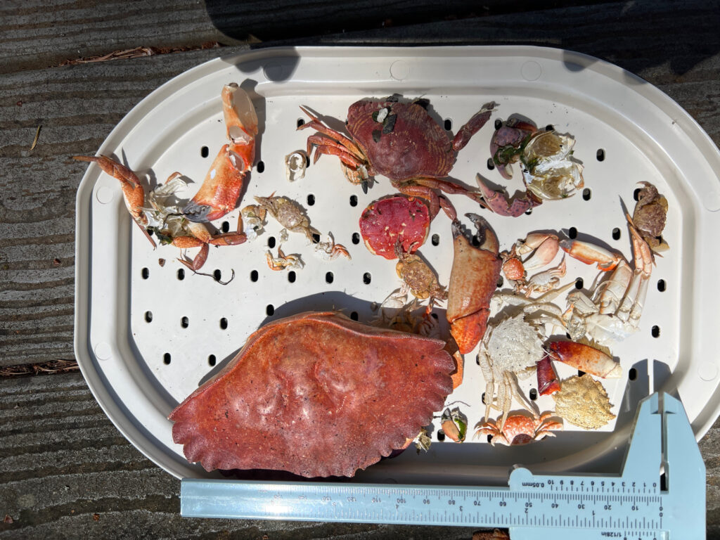 a plate of food (MyCoast AI)
