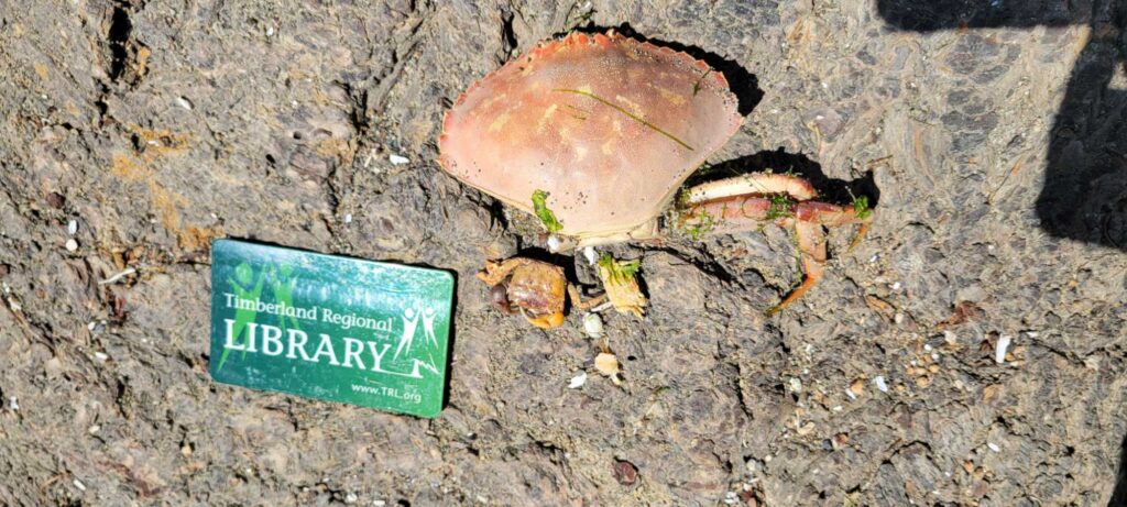 a mushroom with a sign on the ground (MyCoast AI)