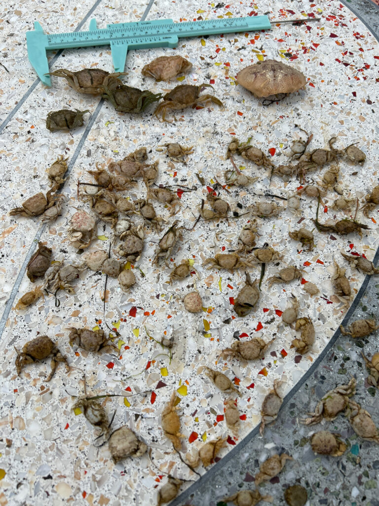a pile of rocks and a shovel (MyCoast AI)