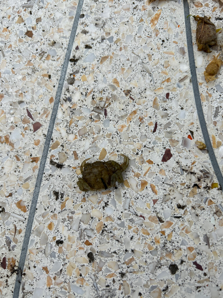 a frog on a gravel surface (MyCoast AI)