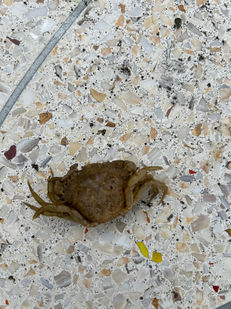 a frog on a white surface (MyCoast AI)